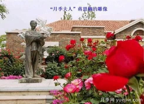 談?wù)勚袊?guó)月季的發(fā)展史，致敬中國(guó)的月季育種家前輩們！(圖11)