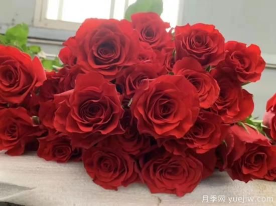 紅色切花月季經(jīng)典主流，推薦十種經(jīng)典常見的紅玫瑰(圖5)
