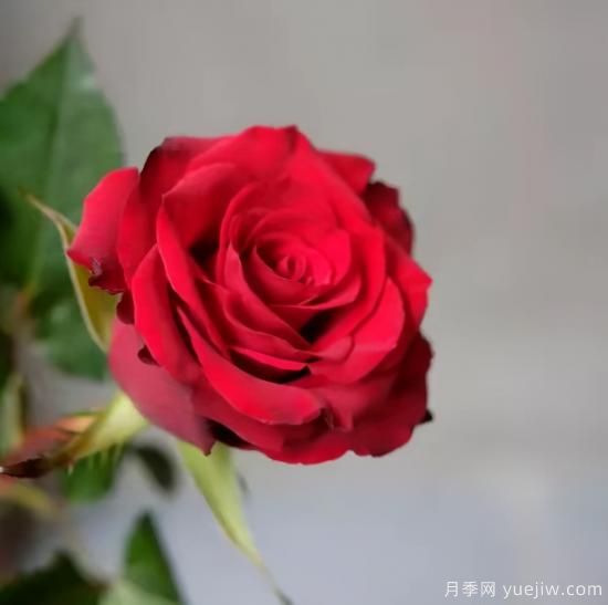 紅色切花月季經(jīng)典主流，推薦十種經(jīng)典常見的紅玫瑰(圖7)