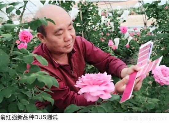 談?wù)勚袊?guó)月季的發(fā)展史，致敬中國(guó)的月季育種家前輩們！(圖14)