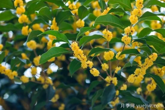 50句靜美詩詞，讀一卷詩書，賞一窗風月(圖1)