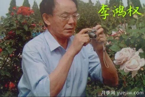 談?wù)勚袊?guó)月季的發(fā)展史，致敬中國(guó)的月季育種家前輩們！(圖17)