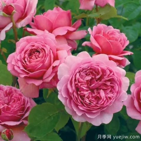 大花月季中的開花機(jī)器--肯特公主月季，花朵鮮艷多姿(圖2)