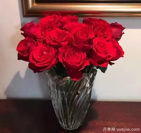紅色切花月季經(jīng)典主流，推薦十種經(jīng)典常見的紅玫瑰(圖10)