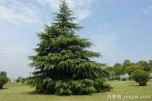 大樹裸根移植法，快來學(xué)學(xué)！(圖1)