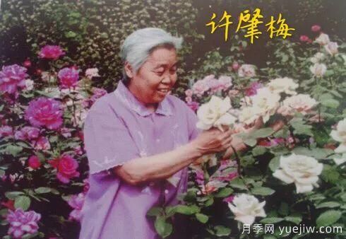 談?wù)勚袊?guó)月季的發(fā)展史，致敬中國(guó)的月季育種家前輩們！(圖20)