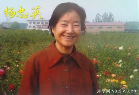 談?wù)勚袊?guó)月季的發(fā)展史，致敬中國(guó)的月季育種家前輩們！(圖22)