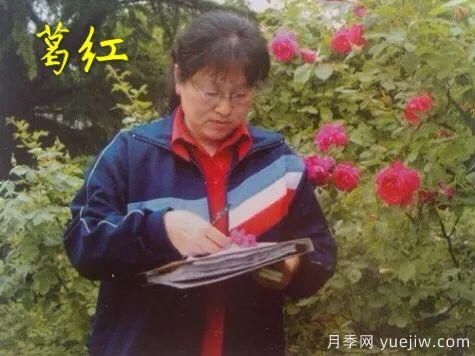 談?wù)勚袊?guó)月季的發(fā)展史，致敬中國(guó)的月季育種家前輩們！(圖27)