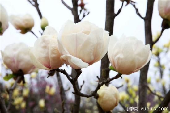 南陽(yáng)玉蘭基地告訴您白玉蘭養(yǎng)護(hù)的五個(gè)步驟(圖1)