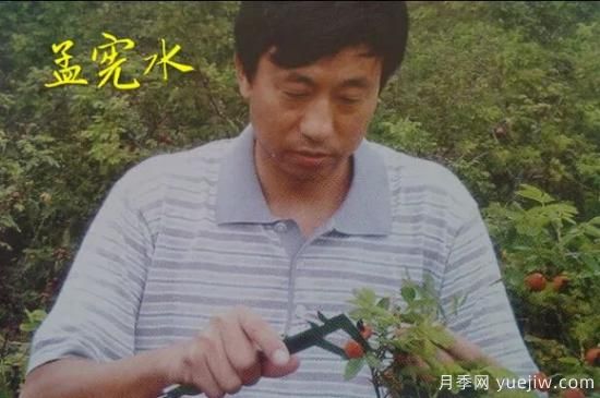 談?wù)勚袊?guó)月季的發(fā)展史，致敬中國(guó)的月季育種家前輩們！(圖30)