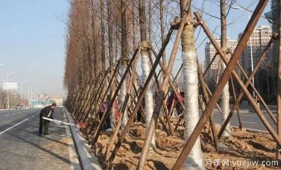 苗木移栽前都要纏草繩嗎？這里面有什么講究？(圖1)