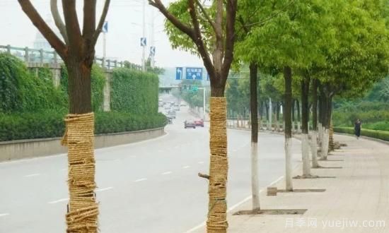 苗木移栽前都要纏草繩嗎？這里面有什么講究？(圖2)