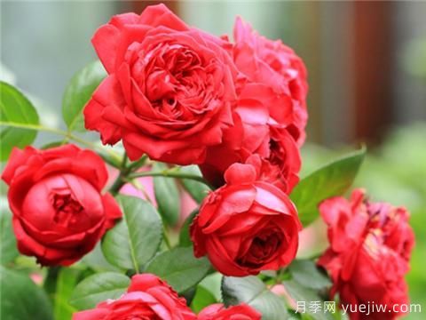 掌握月季花施肥技巧，讓月季花開不斷(圖1)