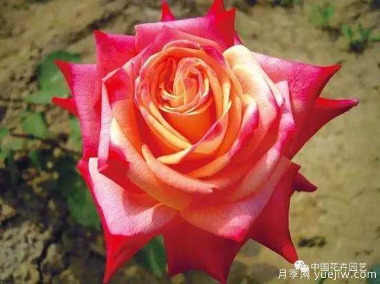 談?wù)勚袊?guó)月季的發(fā)展史，致敬中國(guó)的月季育種家前輩們！(圖38)