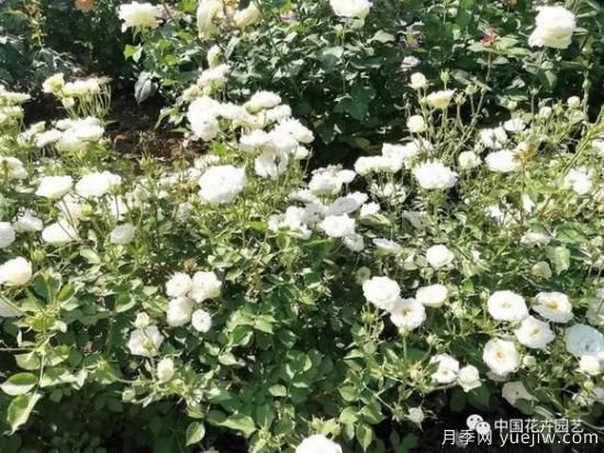 談?wù)勚袊?guó)月季的發(fā)展史，致敬中國(guó)的月季育種家前輩們！(圖39)