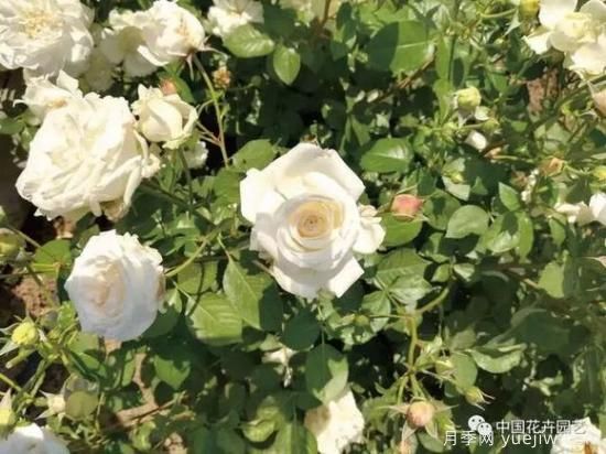 談?wù)勚袊?guó)月季的發(fā)展史，致敬中國(guó)的月季育種家前輩們！(圖40)