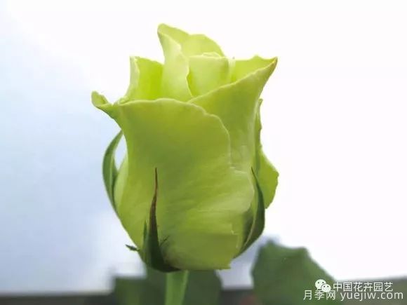 談?wù)勚袊?guó)月季的發(fā)展史，致敬中國(guó)的月季育種家前輩們！(圖43)