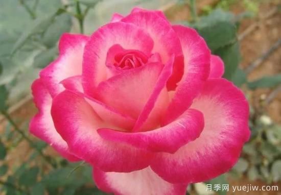談?wù)勚袊?guó)月季的發(fā)展史，致敬中國(guó)的月季育種家前輩們！(圖48)