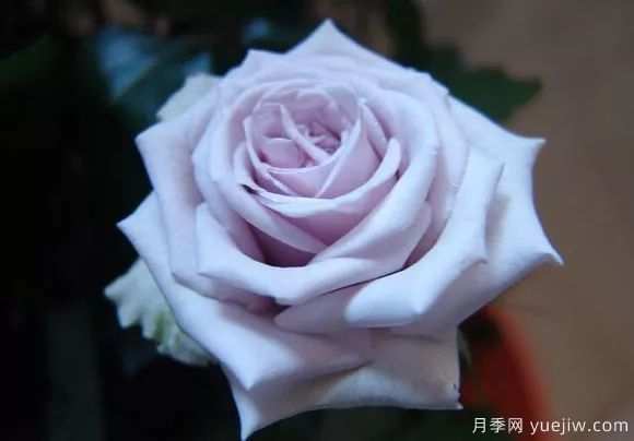 談?wù)勚袊?guó)月季的發(fā)展史，致敬中國(guó)的月季育種家前輩們！(圖50)