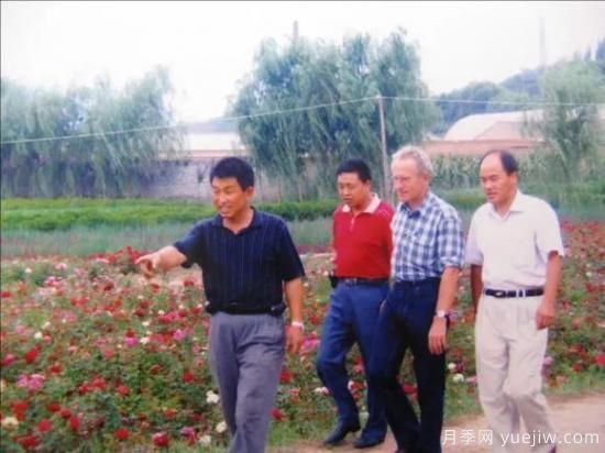 談?wù)勚袊?guó)月季的發(fā)展史，致敬中國(guó)的月季育種家前輩們！(圖51)