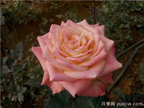 談?wù)勚袊?guó)月季的發(fā)展史，致敬中國(guó)的月季育種家前輩們！(圖53)
