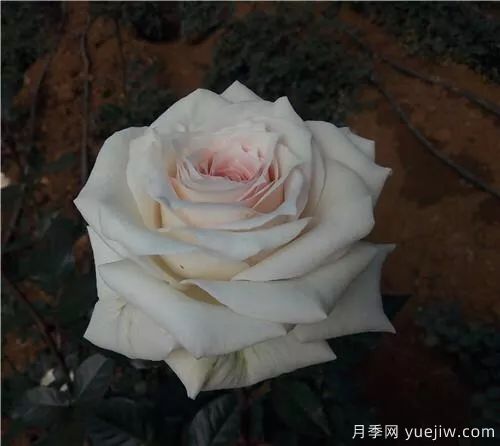 談?wù)勚袊?guó)月季的發(fā)展史，致敬中國(guó)的月季育種家前輩們！(圖54)