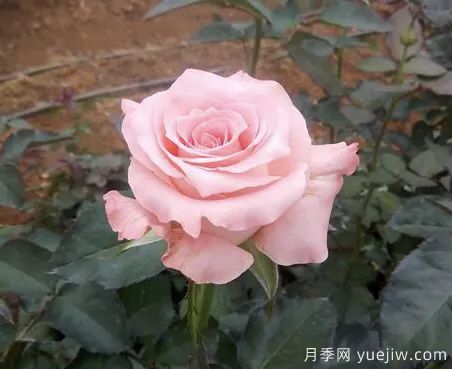 談?wù)勚袊?guó)月季的發(fā)展史，致敬中國(guó)的月季育種家前輩們！(圖55)