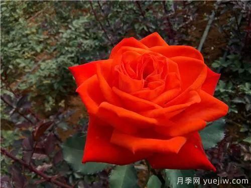 談?wù)勚袊?guó)月季的發(fā)展史，致敬中國(guó)的月季育種家前輩們！(圖56)