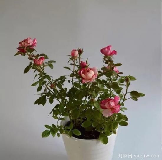 談?wù)勚袊?guó)月季的發(fā)展史，致敬中國(guó)的月季育種家前輩們！(圖58)