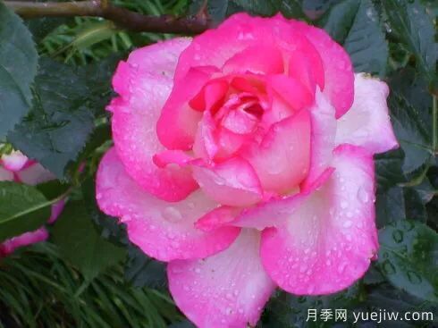 談?wù)勚袊?guó)月季的發(fā)展史，致敬中國(guó)的月季育種家前輩們！(圖59)