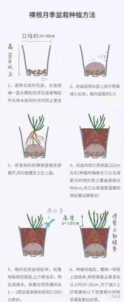 入手月季裸根苗正當(dāng)時(shí)，冬季栽種掌握4個(gè)關(guān)鍵點(diǎn)(圖4)