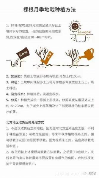 入手月季裸根苗正當(dāng)時(shí)，冬季栽種掌握4個(gè)關(guān)鍵點(diǎn)(圖5)