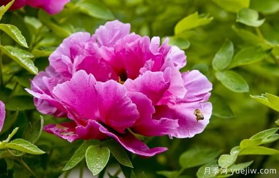 冬季養(yǎng)牡丹花，做好4步來年花開滿盆(圖1)