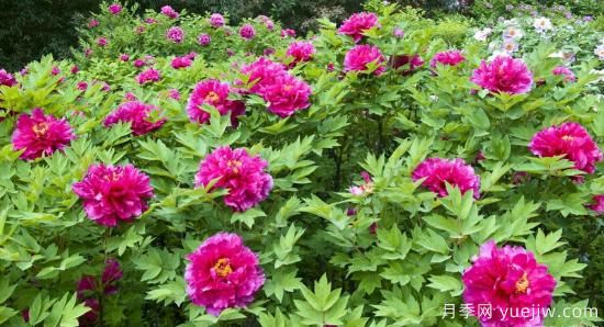 冬季養(yǎng)牡丹花，做好4步來年花開滿盆(圖2)