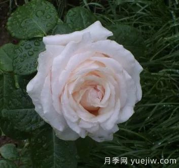 談?wù)勚袊?guó)月季的發(fā)展史，致敬中國(guó)的月季育種家前輩們！(圖61)