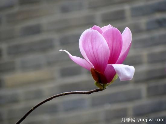 玉蘭花很常見，卻沒想到還有白色紫色和紅色(圖1)