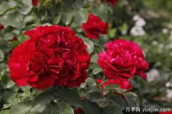 談?wù)勚袊?guó)月季的發(fā)展史，致敬中國(guó)的月季育種家前輩們！(圖62)