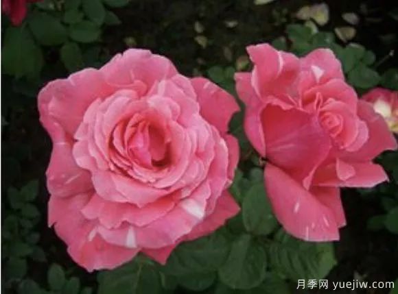 談?wù)勚袊?guó)月季的發(fā)展史，致敬中國(guó)的月季育種家前輩們！(圖63)
