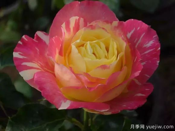 談?wù)勚袊?guó)月季的發(fā)展史，致敬中國(guó)的月季育種家前輩們！(圖66)