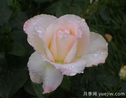 談?wù)勚袊?guó)月季的發(fā)展史，致敬中國(guó)的月季育種家前輩們！(圖64)