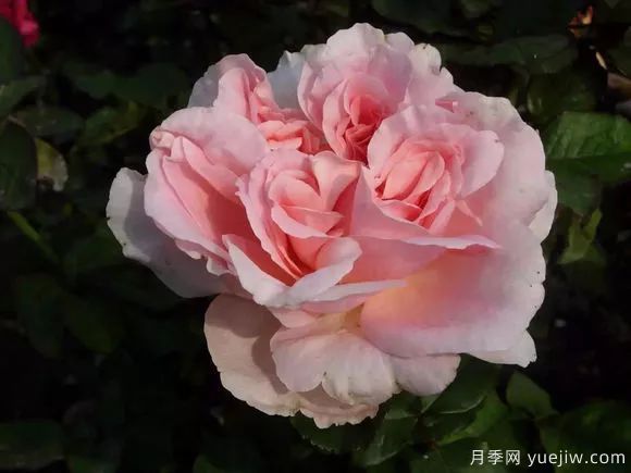 談?wù)勚袊?guó)月季的發(fā)展史，致敬中國(guó)的月季育種家前輩們！(圖65)