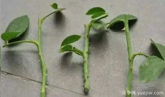 為什么月季扦插總是黑桿？掌握必備要素就成功(圖3)