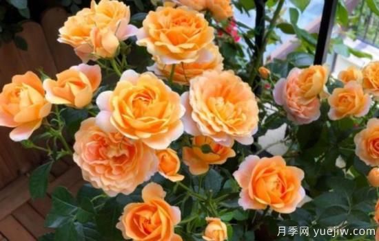 開花機(jī)器果汁陽臺月季，冬日盆栽做到開花旺盛(圖1)