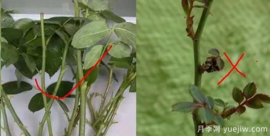 為什么月季扦插總是黑桿？掌握必備要素就成功(圖2)