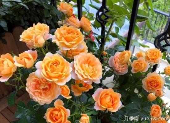 開花機(jī)器果汁陽臺月季，冬日盆栽做到開花旺盛(圖3)