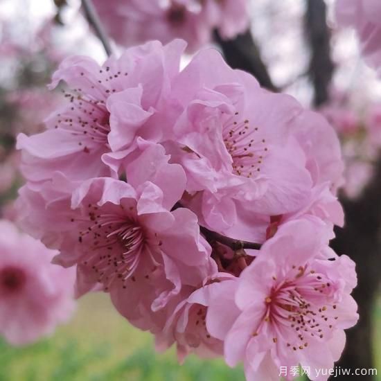 中國10大名花排行榜，你喜歡的花卉上榜了嗎(圖1)