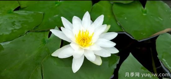中國10大名花排行榜，你喜歡的花卉上榜了嗎(圖4)