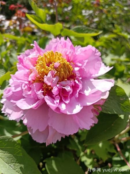 中國10大名花排行榜，你喜歡的花卉上榜了嗎(圖2)