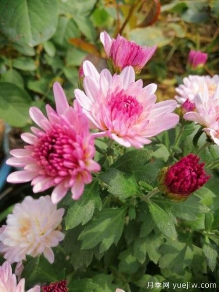 中國10大名花排行榜，你喜歡的花卉上榜了嗎(圖3)