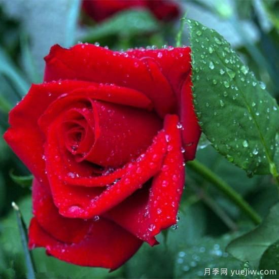 中國10大名花排行榜，你喜歡的花卉上榜了嗎(圖5)